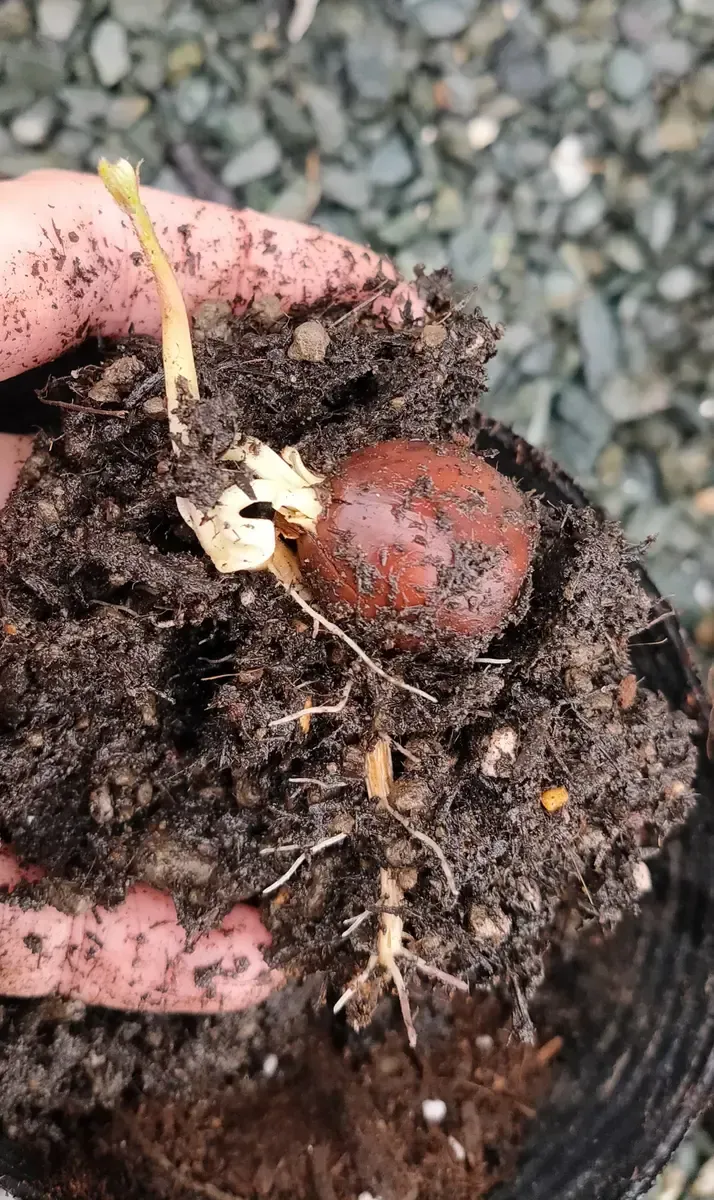 クヌギ栽培でよくある疑問と解決策