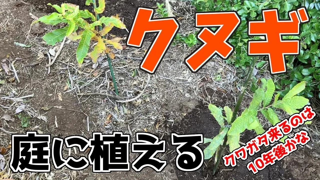 クヌギ栽培の準備:場所選びと苗の入手