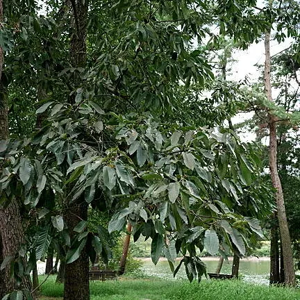 クヌギ栽培の魅力と始める前に知ること