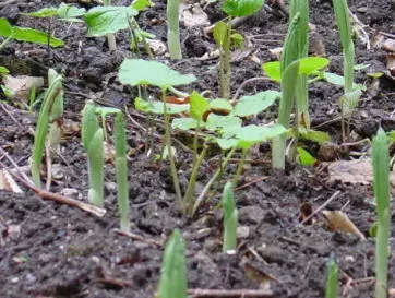 クマガイソウの芽、いつ頃見られる？