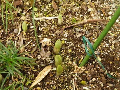 クマガイソウの芽を守る注意点