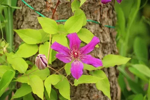 これが決定版！クレマチス ピクシー 剪定で理想の花姿へ導く完全ガイド