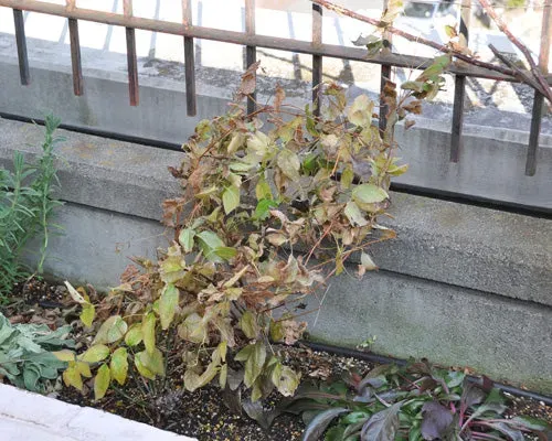 【決定版】クレマチス 冬の育て方：冬越し・剪定・水やり、失敗しない完全ガイド