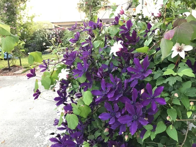 クレマチス 開花を絶対成功！驚くほど簡単な育て方