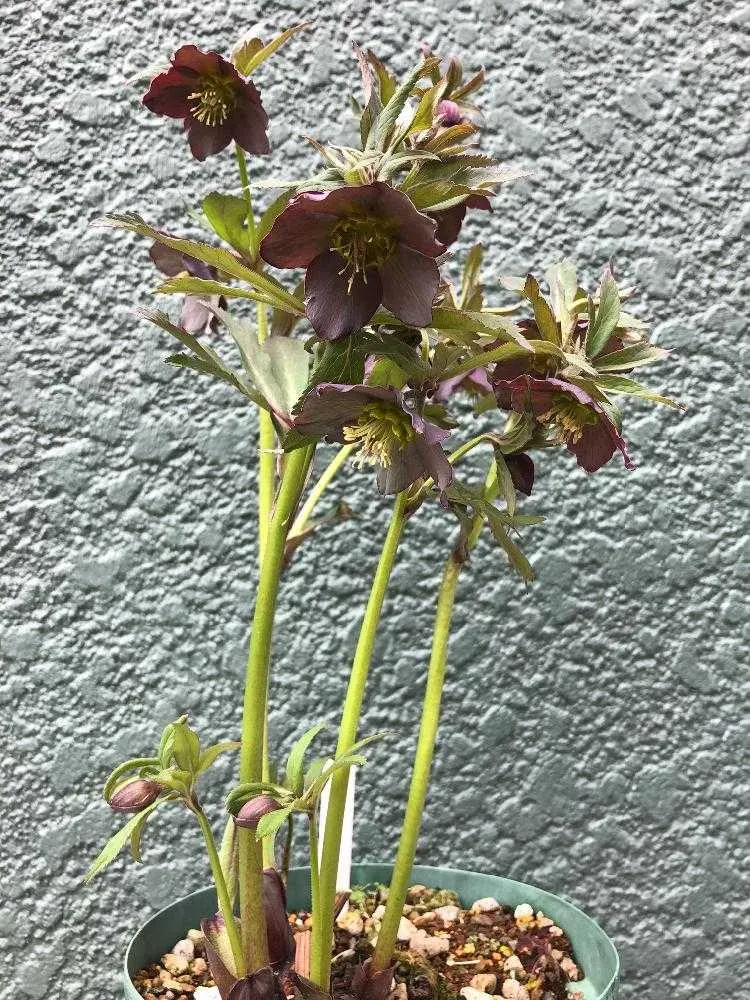 クロアチクスってどんな多肉植物？知っておきたい基本情報