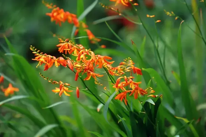クロコスミア 球根 植え 方：初心者必見！失敗しないための植え付けと管理の完全ガイド