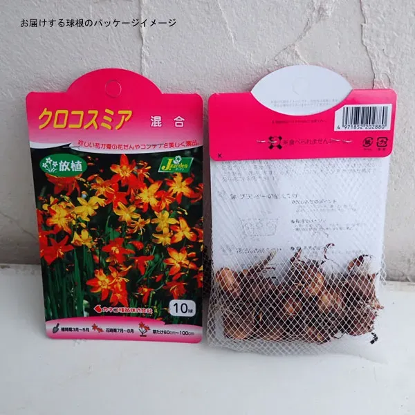 クロコスミア 球根をどんどん増やす方法：分球のタイミング
