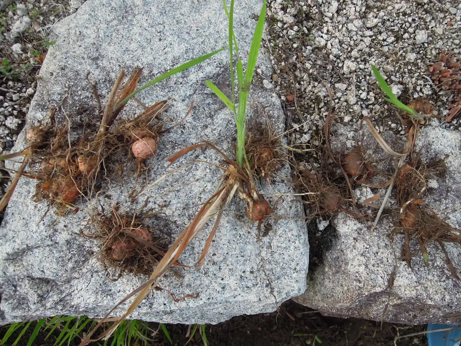 クロコスミアってどんな花？球根から育てる魅力