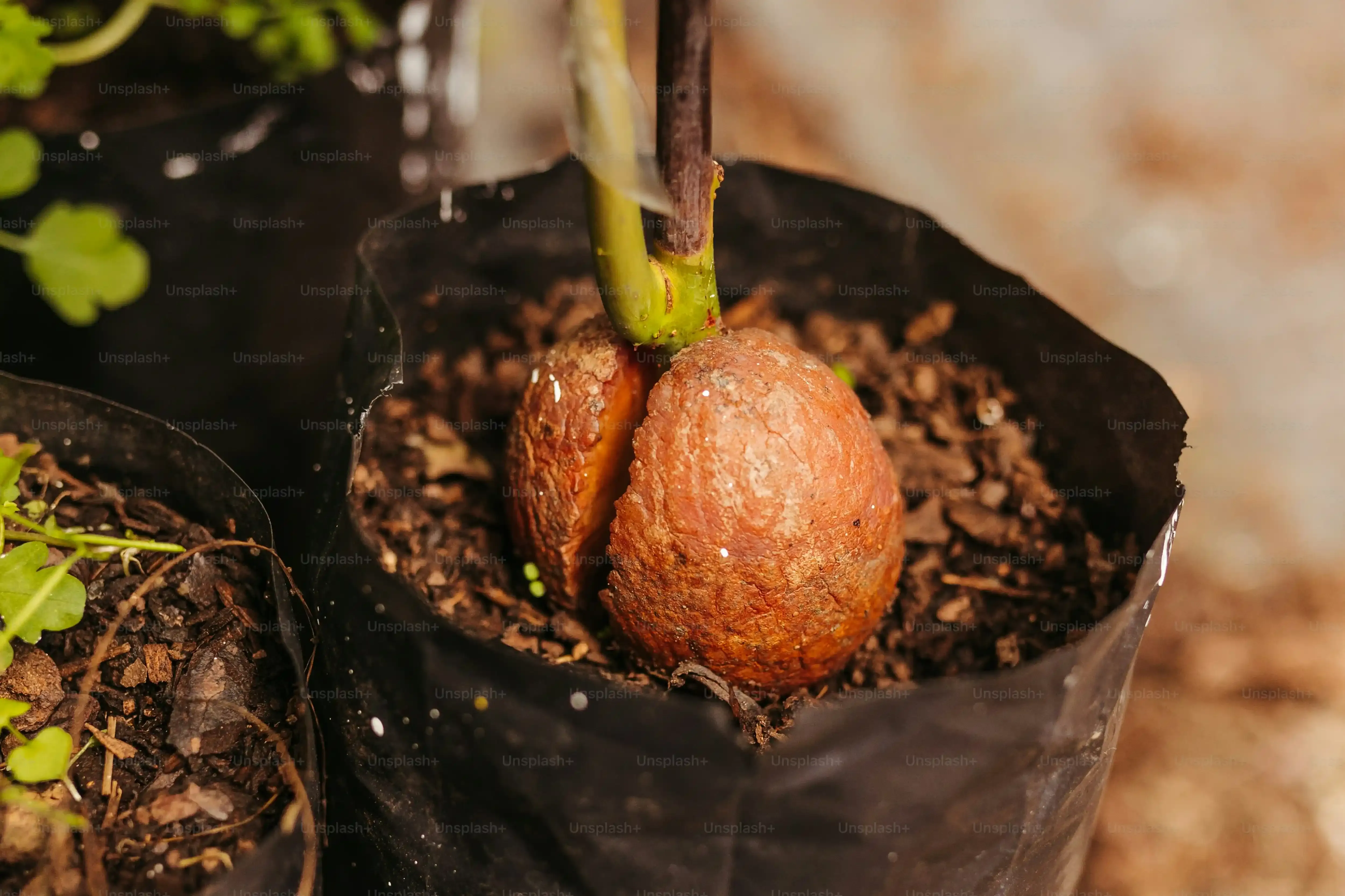 クロコスミアの球根を植えるベストな時期と場所