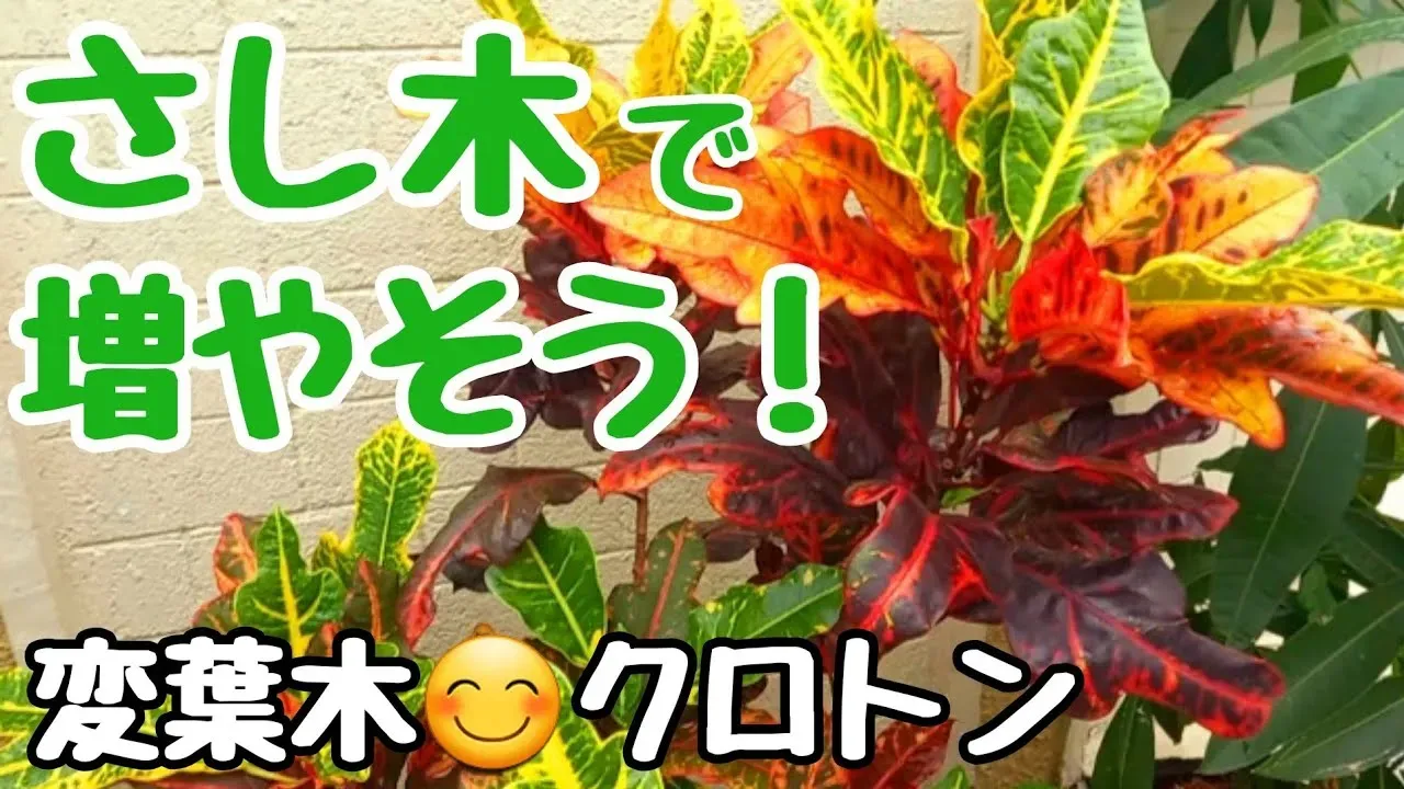 クロトン 挿し木 方法：初心者でも簡単・確実に！失敗しないための重要ポイント