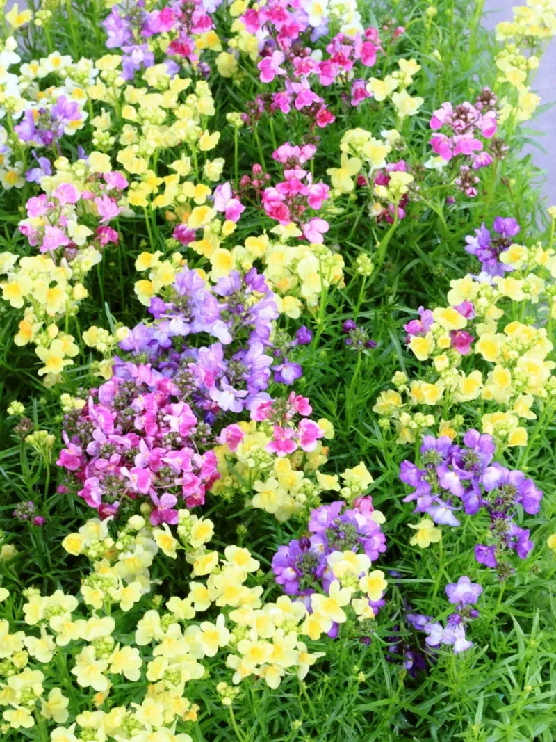 グッピー 花ってどんな花？魅力をご紹介