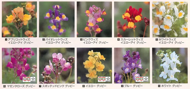 リナリア（姫金魚草）グッピー 花タネセット：驚くほど簡単な育て方で、あなたの庭が華やぐ！