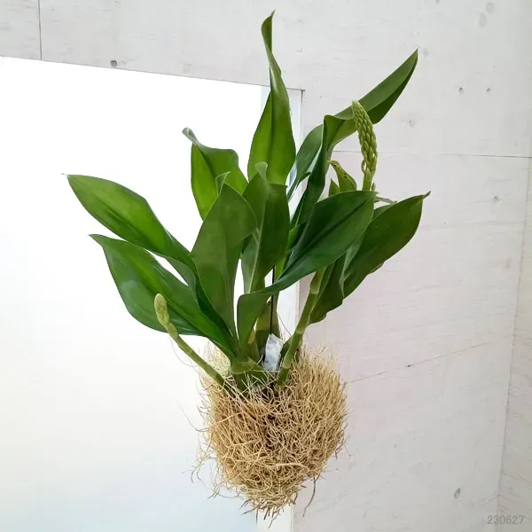 グラマトフィラム ヒヒマヌの花を咲かせる秘訣