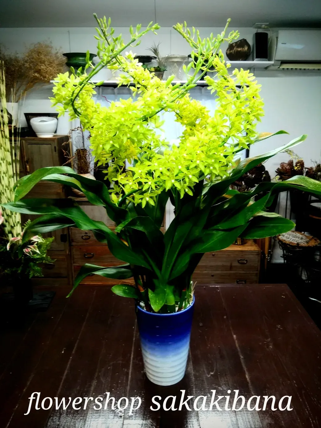 グラマトフィラムってどんな植物？意外な魅力