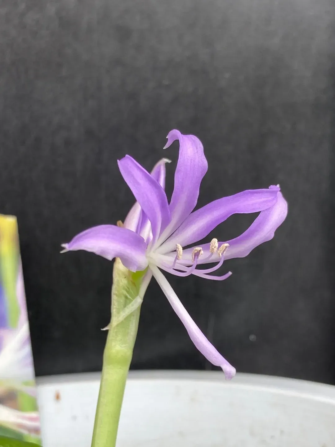 グリフィニアってどんな植物？珍しい魅力に迫る