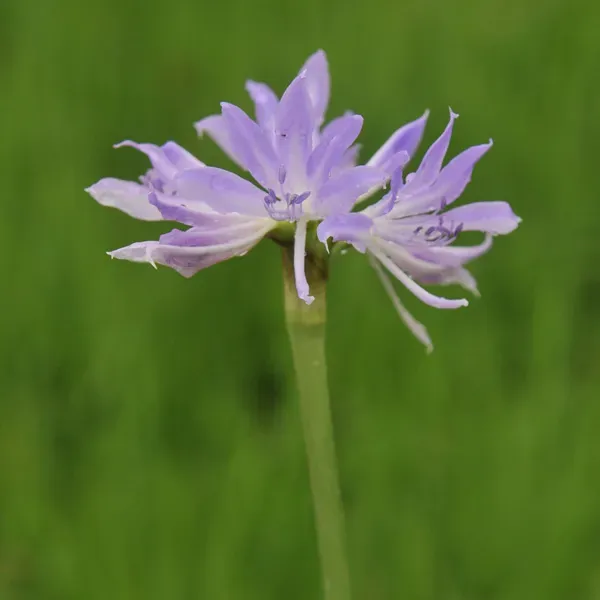 グリフィニアの育て方：基本から成功のコツまで