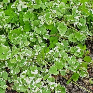 驚くほど簡単！人気のグレコマ 種類と美しい葉を保つ育て方完全ガイド