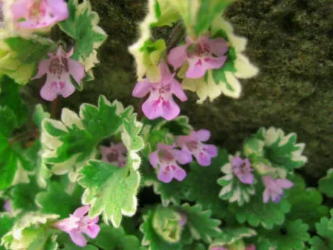 グレコマの花の魅力と種類を深掘り