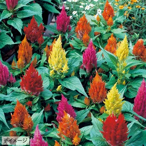 ケイトウ キャッスルって、そもそもどんな花？その魅力に迫る