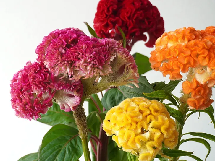ケイトウ 植物、そのユニークな魅力とは？