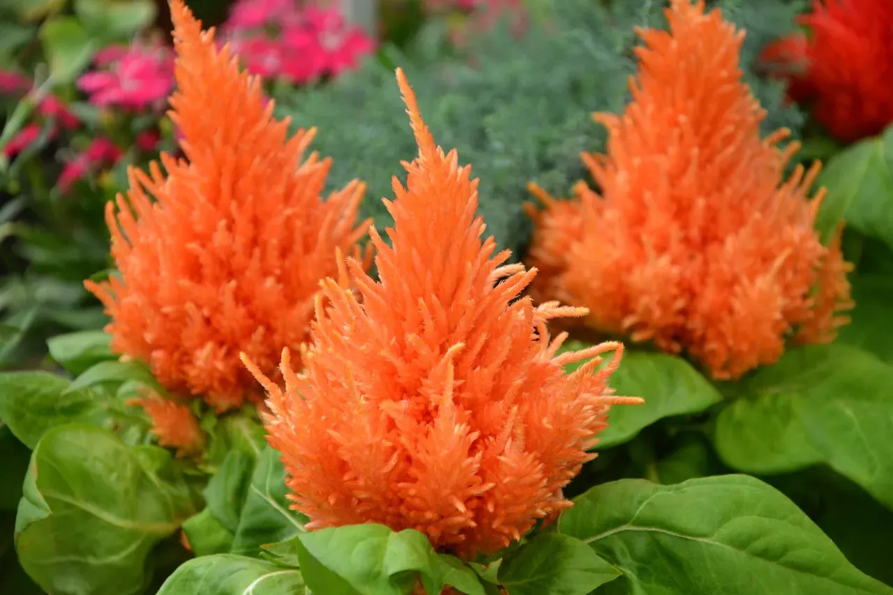 ケイトウ 植物：驚くほど簡単！初心者向け失敗しない育て方と人気種類ガイド