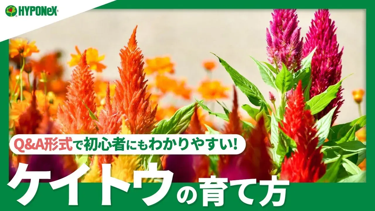 ケイトウが元気に育つ「土」の基本