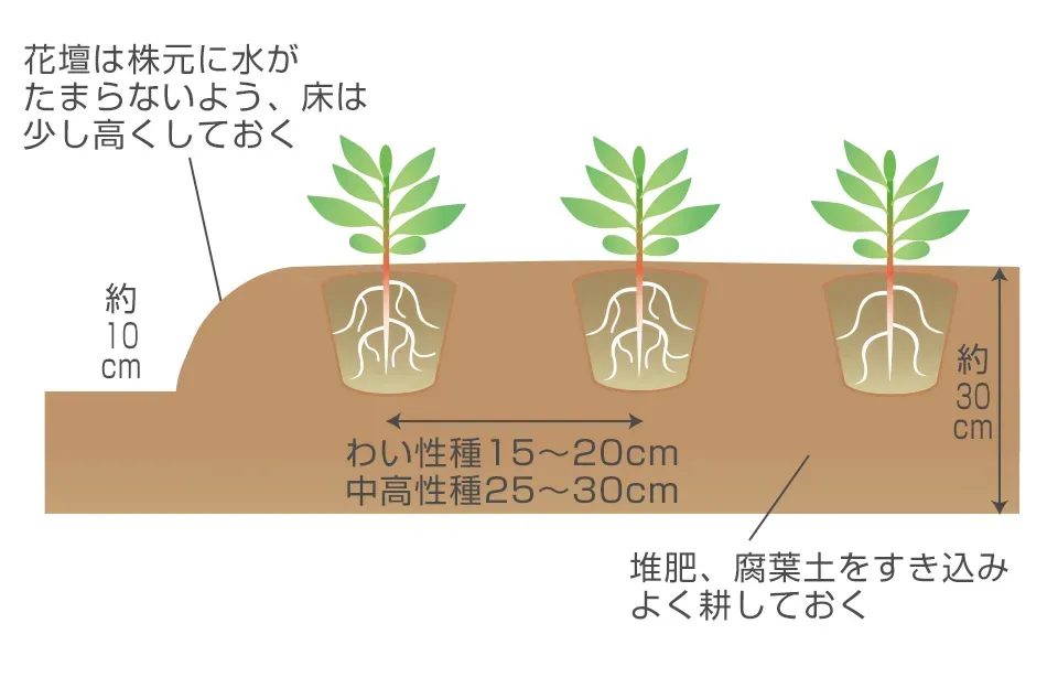 ケイトウの「土」環境を整えて病害虫を防ぐ
