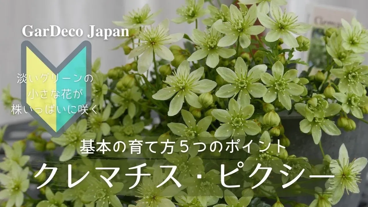 ズバリ！クレマチス ピクシー 剪定のベストな時期は？