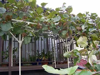 ベランダでキウイを収穫！実をたくさんつけるコツ