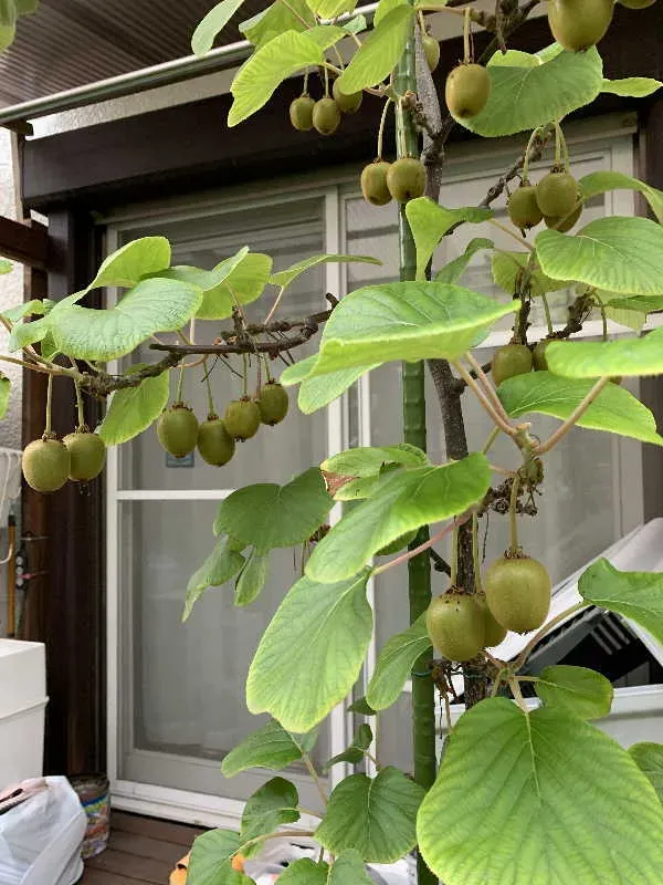 ベランダでキウイを鉢植えで育てる際の受粉の悩み