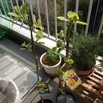 ベランダでキウイを鉢植え栽培、本当にできる？