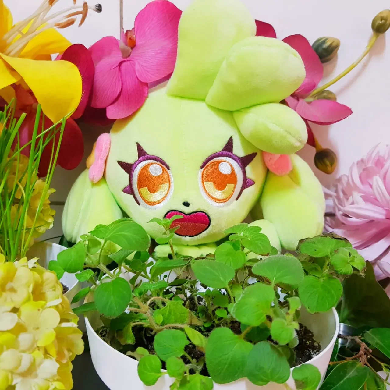 冬のミニガーベラ、枯れたと思っても大丈夫