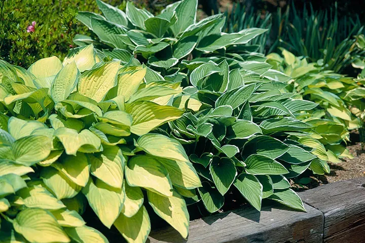 初心者でもできる！ギボウシの植え付け手順