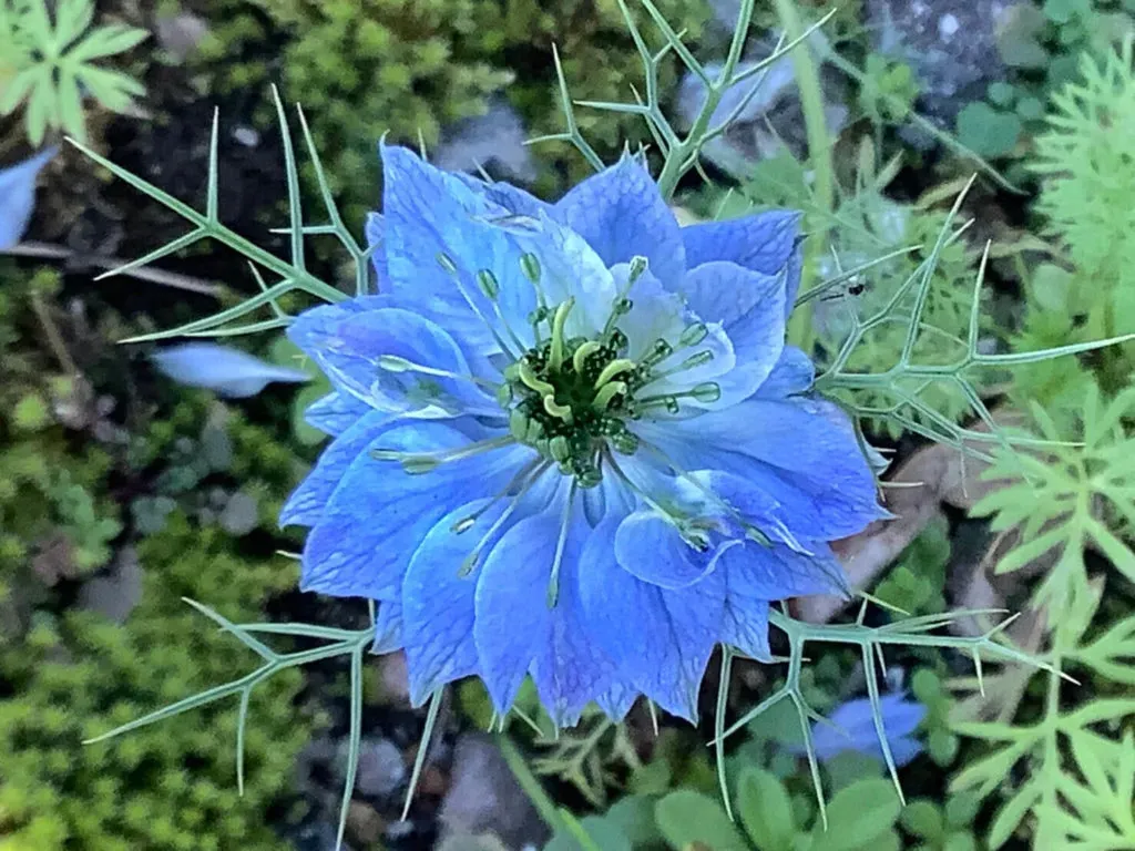 初心者でも大丈夫！クロタネソウの基本的な育て方