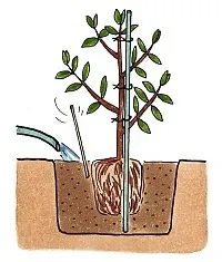 失敗しないクチナシ 植え付けの時期と場所