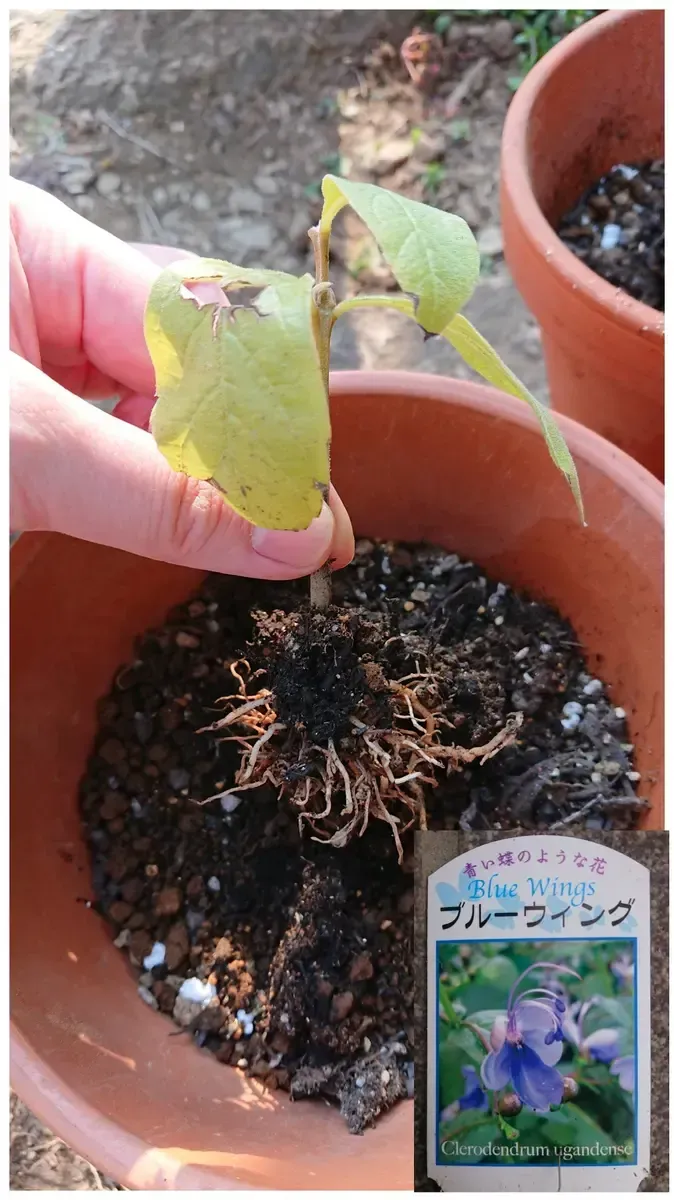 失敗しない！クレロデンドルムの挿し木手順