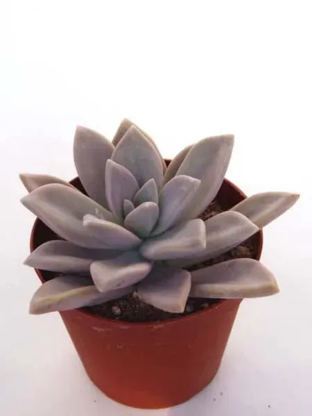 奥深いグラプトペダルムの世界：人気品種と寄せ植えのヒント