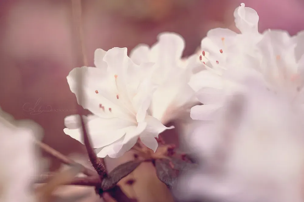 季節を彩るガーデニングの花の種類(春夏編)