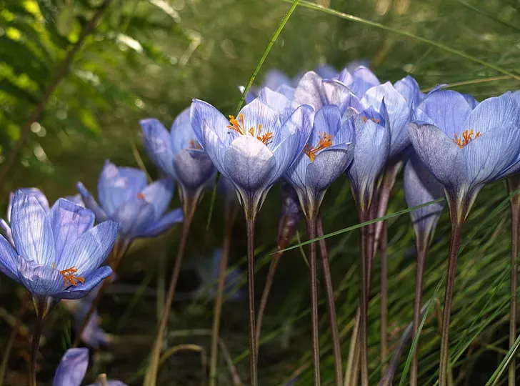 春を告げるクロッカスの魅力と全体の花言葉