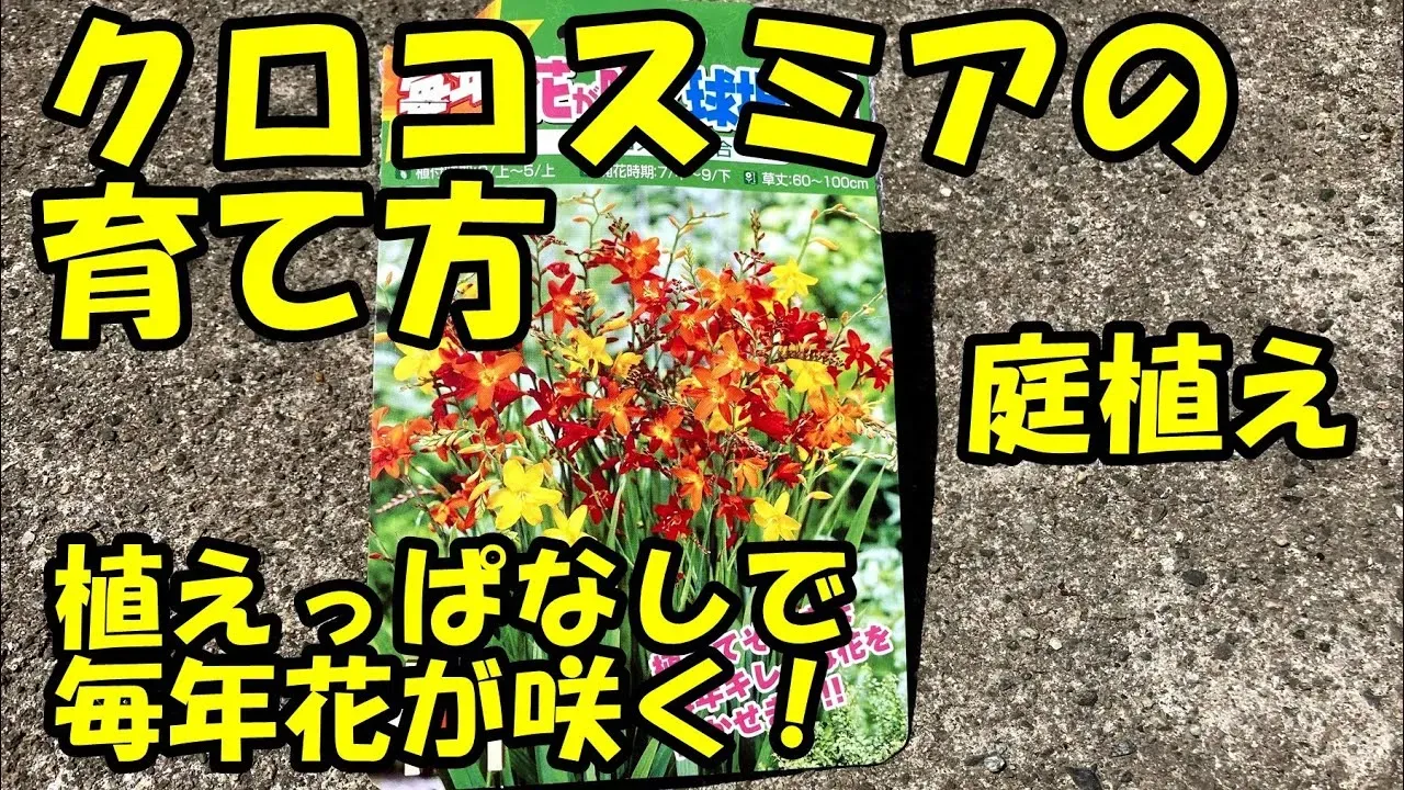 植え付け後の水やりと肥料：クロコスミアを元気に育てるには