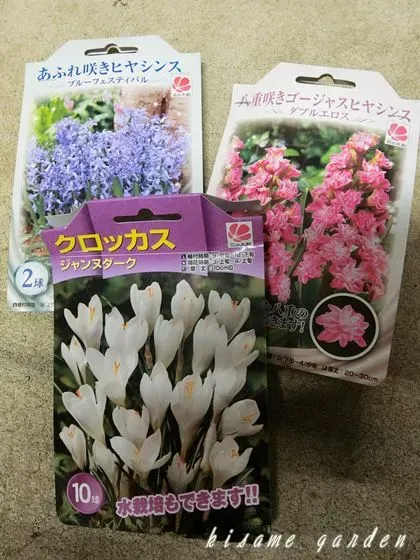水栽培だけじゃない？クロッカス ヒヤシンスの楽しみ方