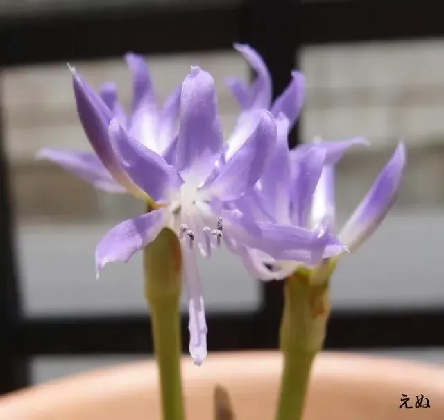 知っておきたいグリフィニアの種類と楽しみ方