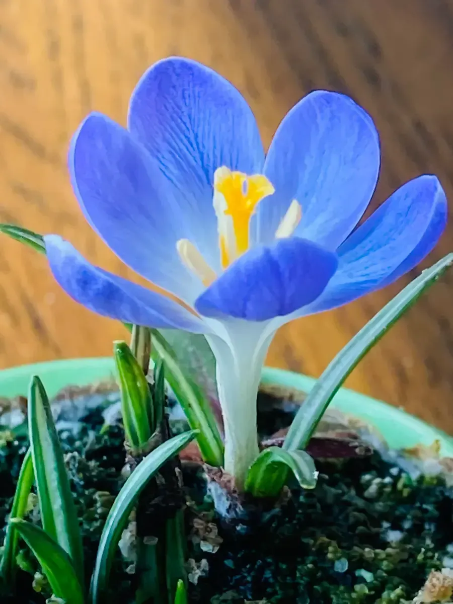 知りたい！クロッカス 青の花言葉とその意味