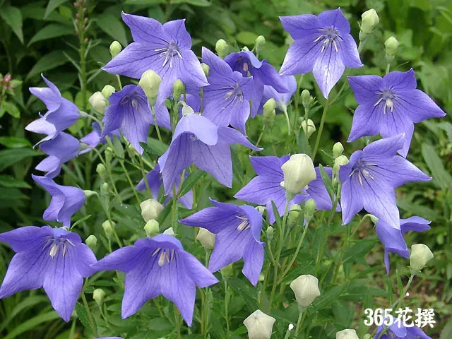 美しい花を長く楽しむ！キキョウの剪定と増やし方