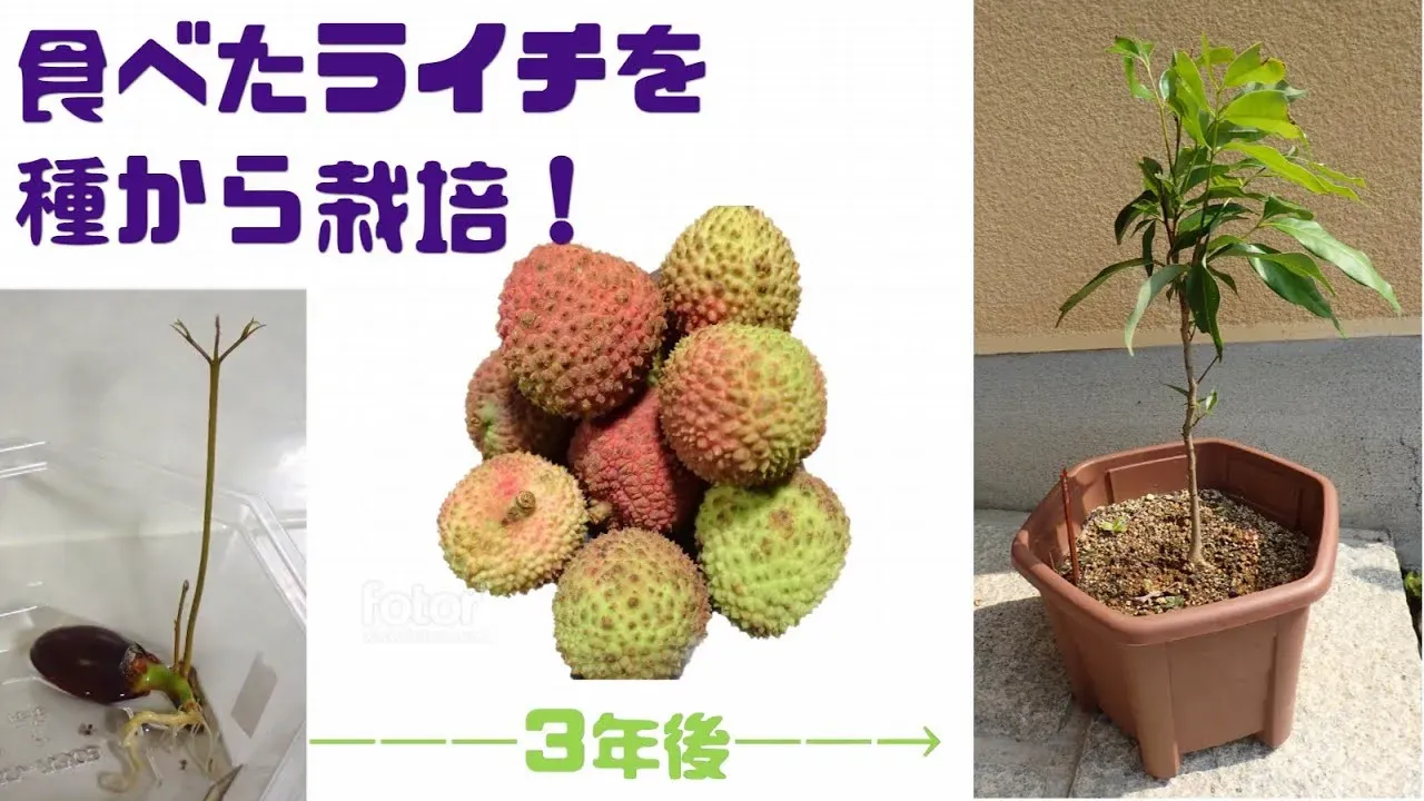 美味しいライチから始める！種選びと下準備のすべて