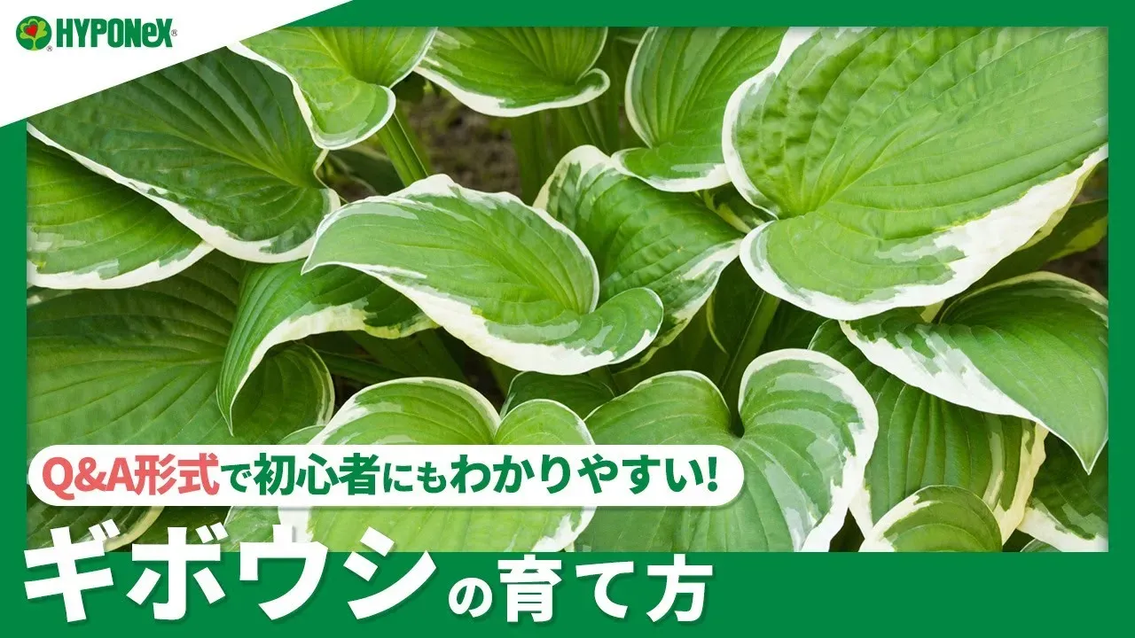 肥料のサインを読む：あげすぎ？足りない？ギボウシの声を聞こう