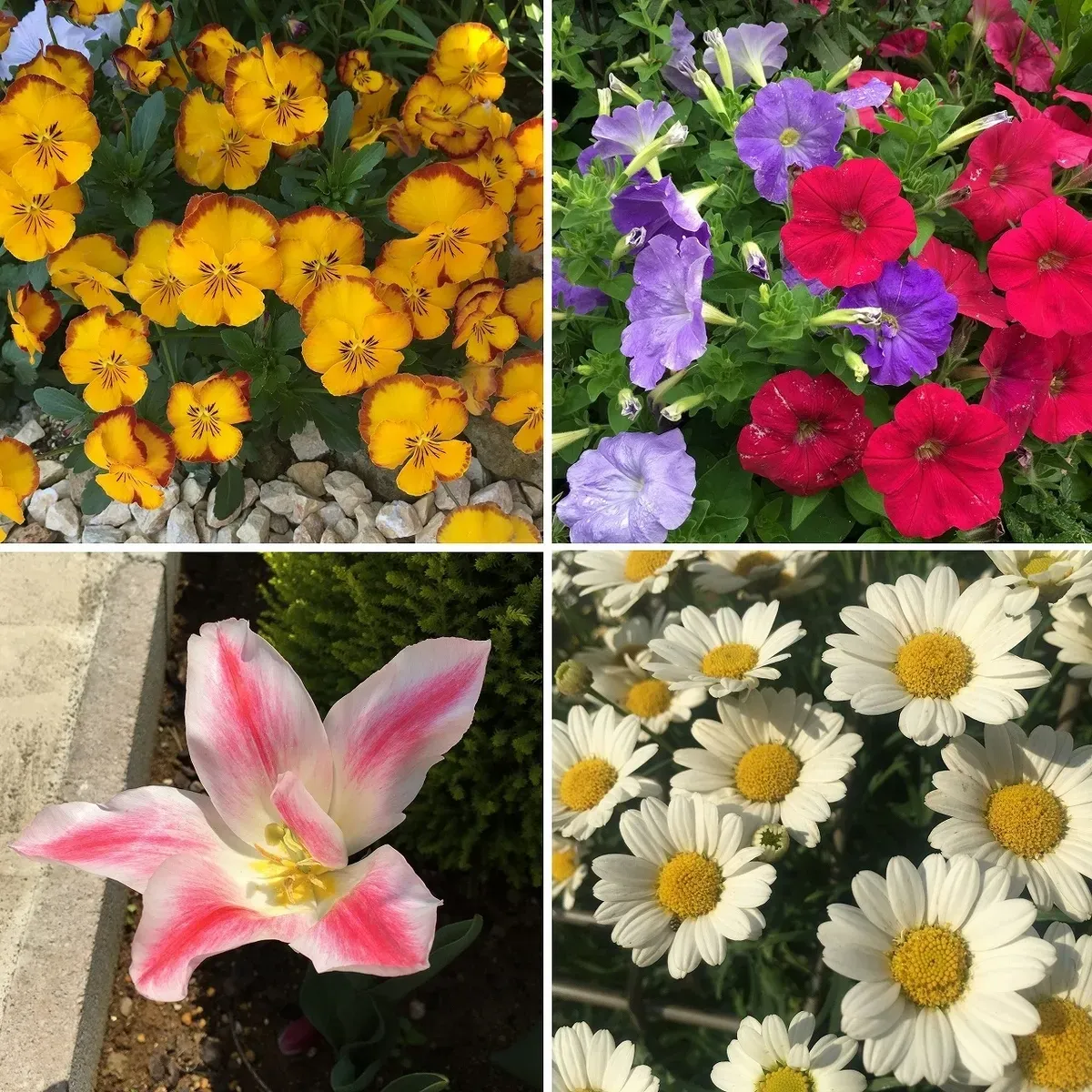 自分にぴったりのガーデニングの花の種類を見つけよう