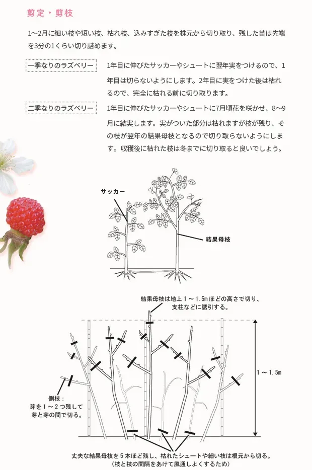自宅で挑戦！キイチゴ 栽培の始め方と魅力