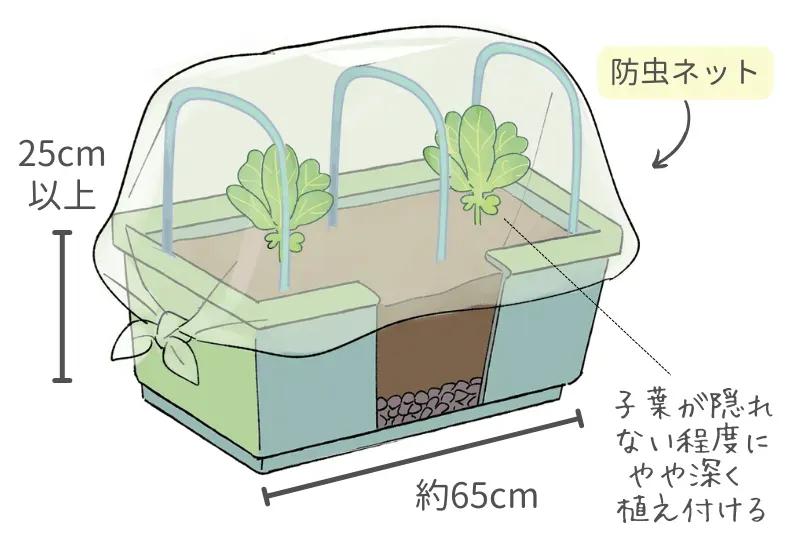 鉢植えキャベツの大敵！害虫から守るには？