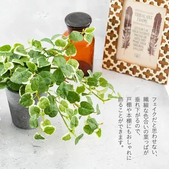 お部屋をおしゃれに彩る！観葉植物インテリアの選び方 - Nippongardening